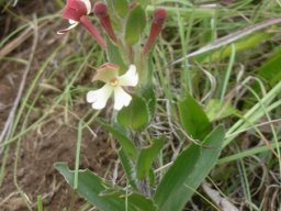 Zaluzianskya microsiphon young plant